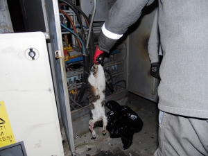 TRAFOYA GİREN KEDİYİ İHMAL ÖLDÜRDÜ!